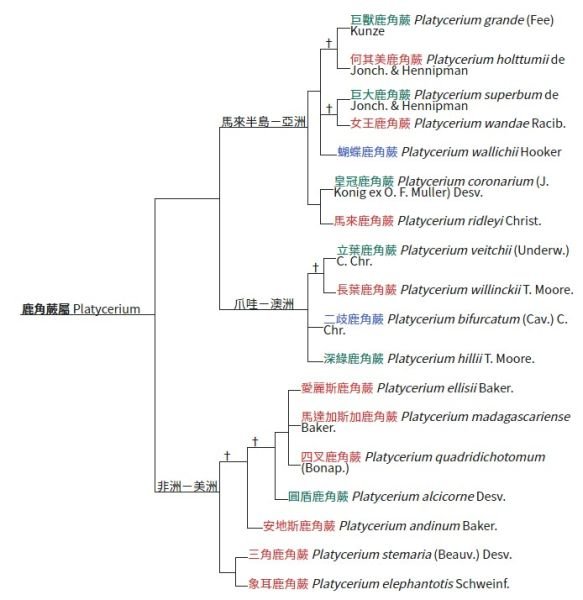 檔案:鹿角蕨親緣關係.jpg