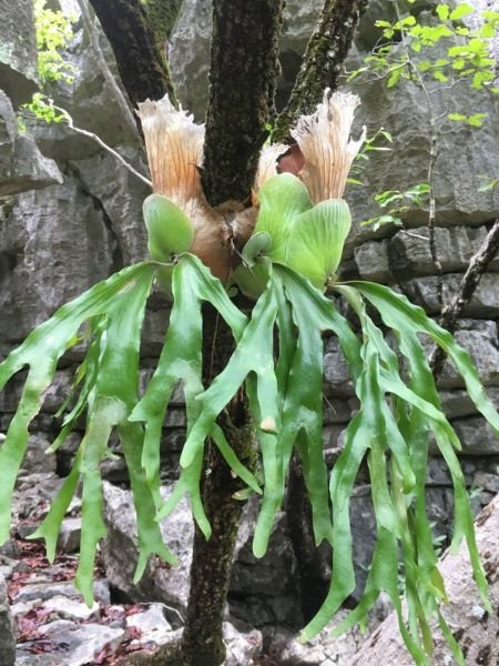 檔案:四叉鹿角蕨 Platycerium quadridichotomum.jpg